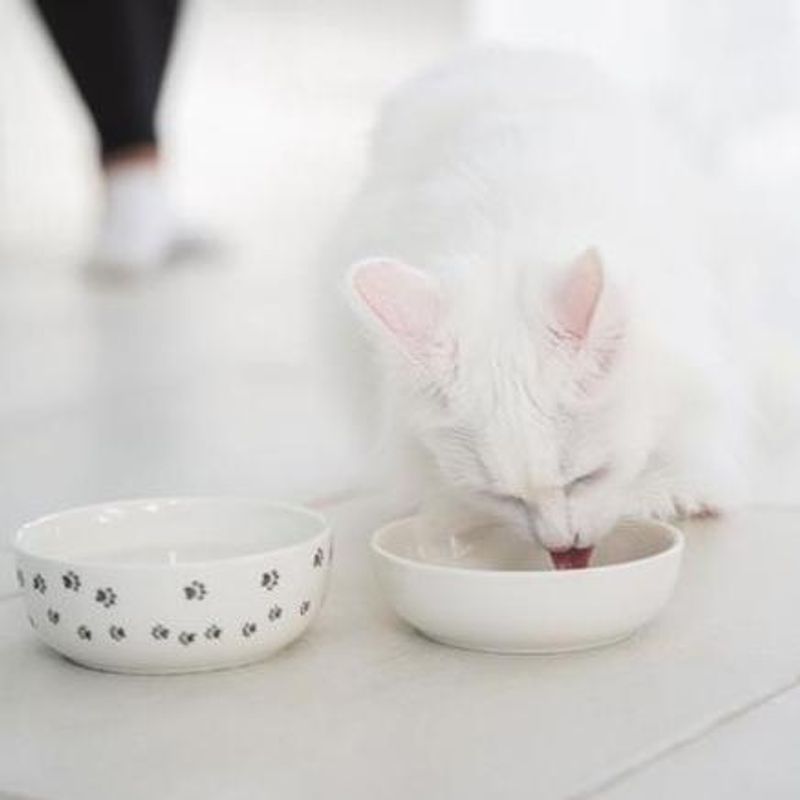 Matskål til katt i keramikk
